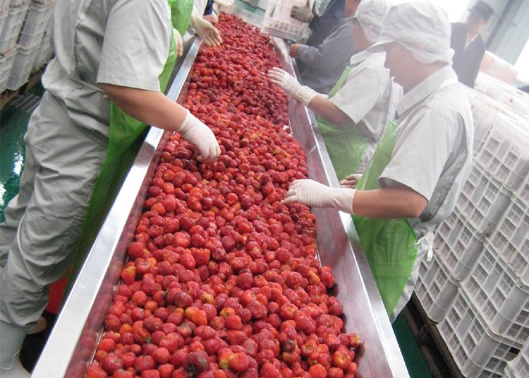 草莓 蓝莓 浆果类果酱加工生产线