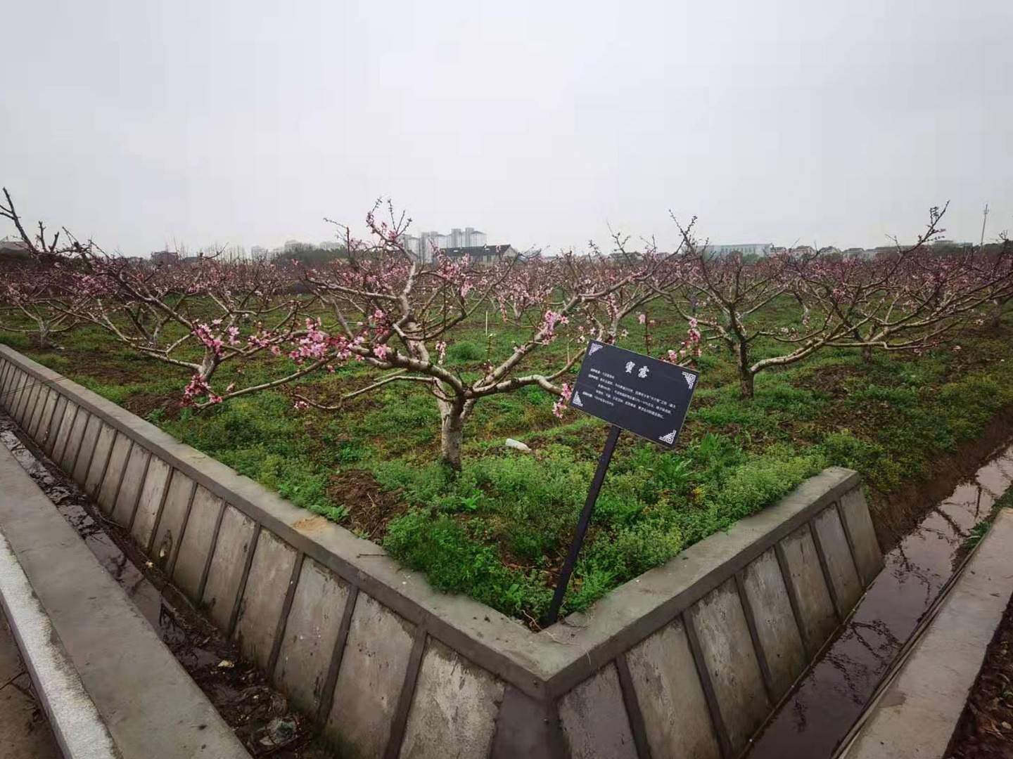 水果种植基地