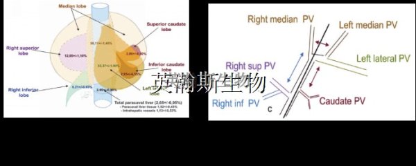 肝缺血再灌注模型