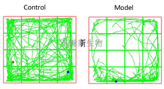 抑郁模型的建立