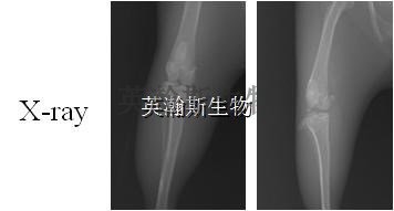 骨性关节炎动物模型