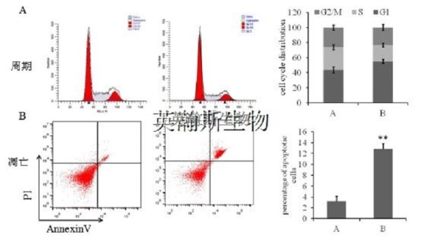 流式细胞术检测细胞周期和凋亡