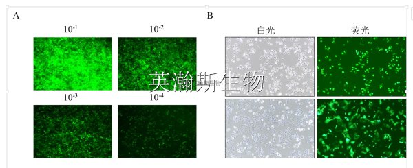 慢病毒建立稳转细胞系