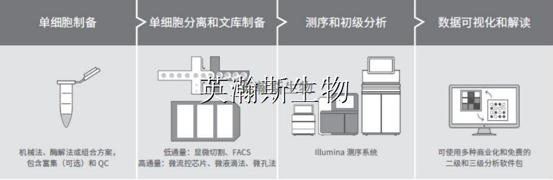 单细胞测序基本流程_wm.jpg