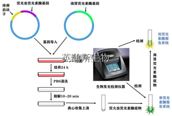 双荧光素酶报告基因检测（ luciferase）