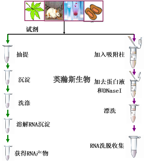 RNA提取及注意事项