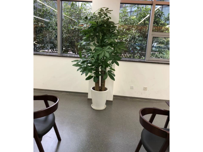 黄浦区室内绿植租赁,绿植租赁