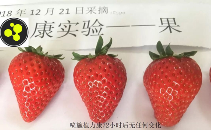 植力康草莓耐儲實驗