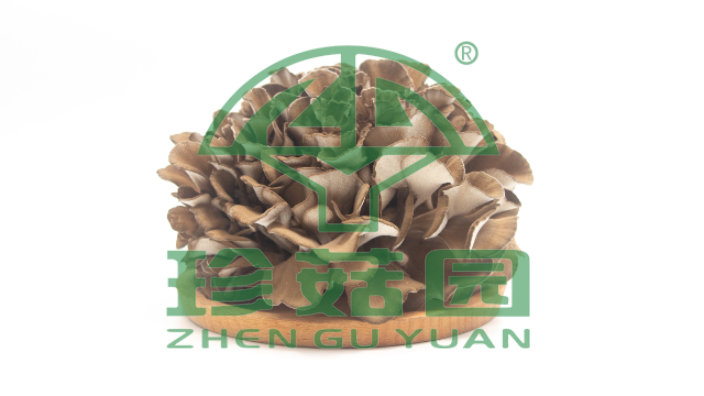 苏州新鲜灰树花批发价格,灰树花