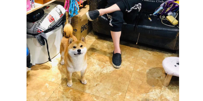 奉化區柴犬初七,柴犬