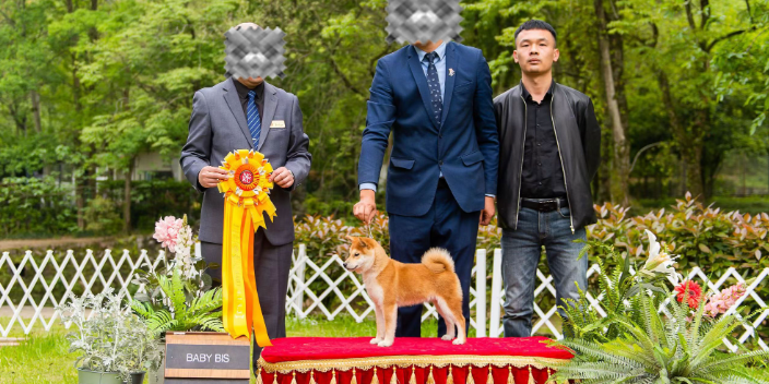 奉化區柴犬初七,柴犬