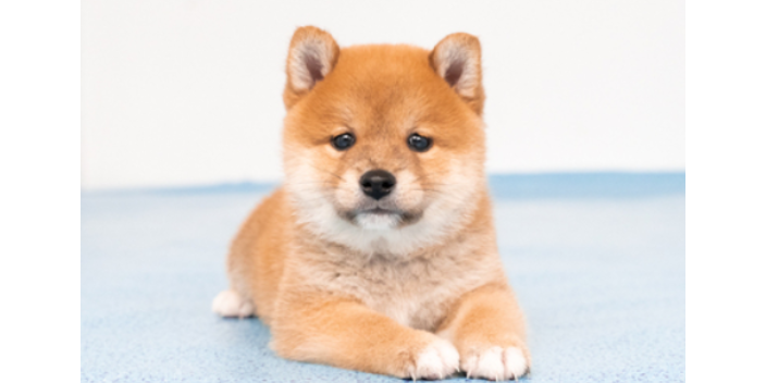 柴犬幼犬大概多少錢,柴犬