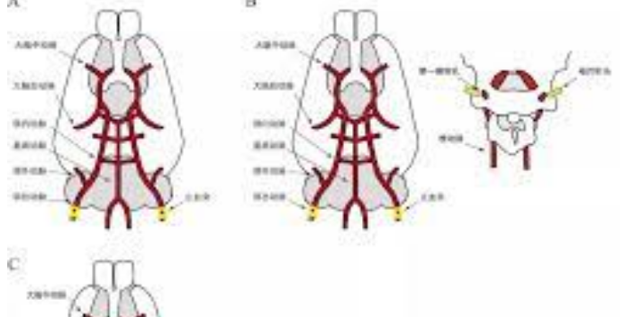 西藏大鼠腦缺血再灌注模型實驗,腦缺血再灌注模型