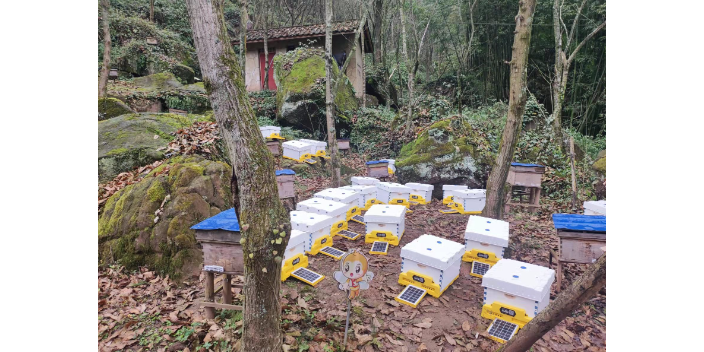 國內AI蜂箱合作社,蜂箱