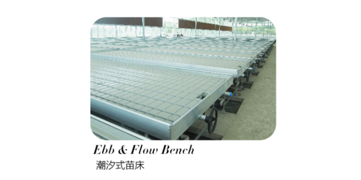 云南側開窗苗床系統透光,苗床系統