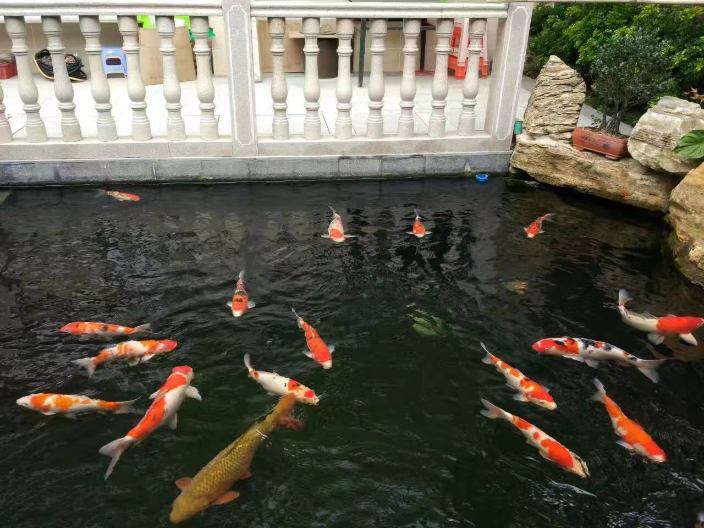 蘇州景觀水池水質改善,景觀魚池水處理