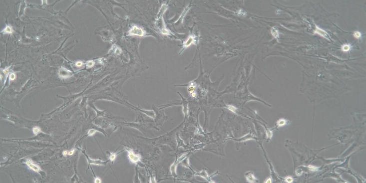 湖北疾病模型原代細胞分離,原代細胞