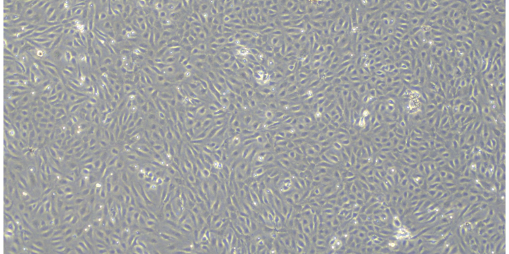 上海實驗原代細胞 原代細胞 上海研錄生物醫藥供應
