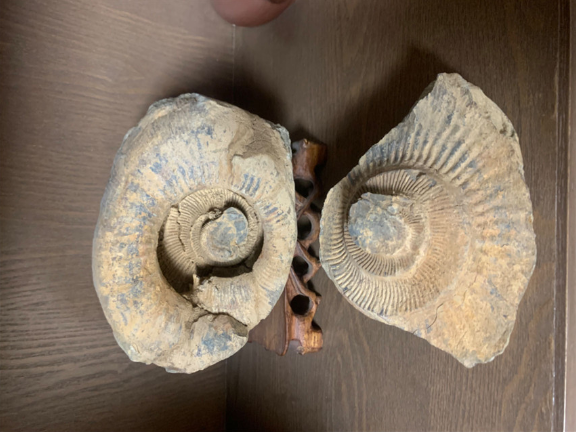 深圳鏡眼蟲古生物化石標本廠家,古生物化石標本
