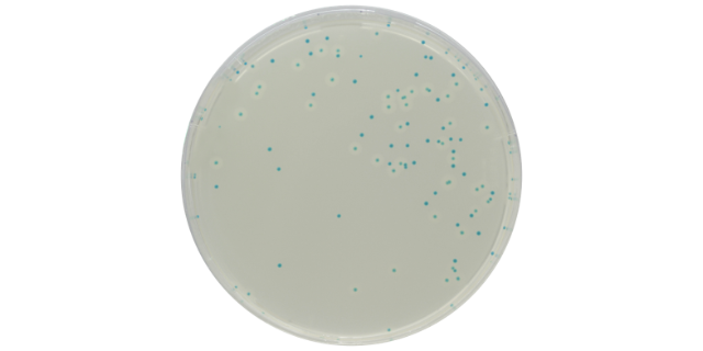 西安單增李斯特菌顯色培養基研究,李斯特菌顯色培養基