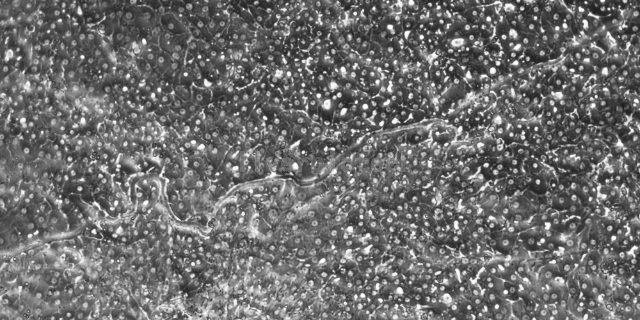 浙江人體原代肝細胞圖片,原代肝細胞
