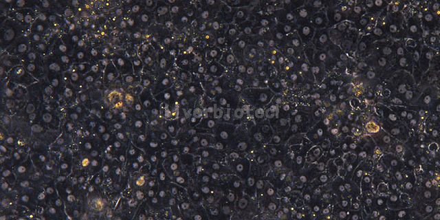 上海新西蘭兔原代肝細胞貼壁,原代肝細胞