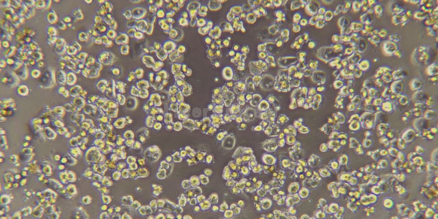 惠州羊原代肝細胞懸浮,原代肝細胞
