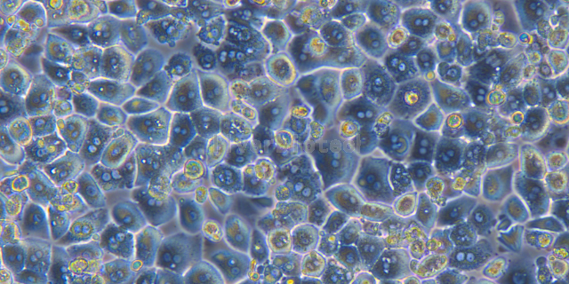 河北鮭魚原代肝細胞懸浮,原代肝細胞