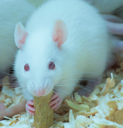 高脂飼料致高脂血癥大鼠模型