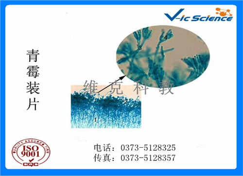 微生物玻片.jpg 微生物玻片.jpg