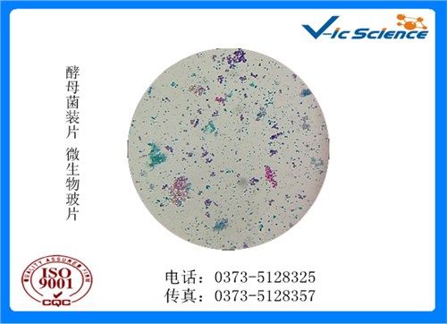 酵母菌裝片 微生物玻片.jpg 酵母菌裝片 微生物玻片.jpg