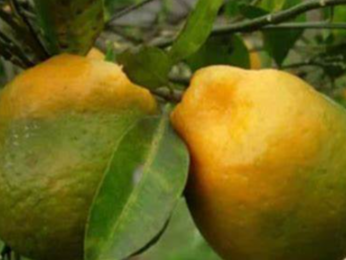 钦州引发柑橘黄龙病的木虱图片