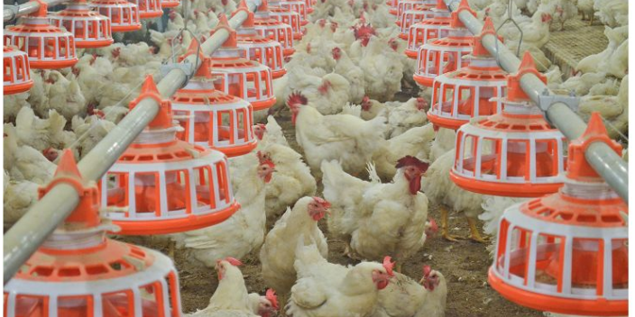 上蔡自动养鸡设备厂家 西平牧丰农牧设备供应;