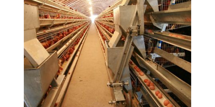 河南大棚养鸡取暖设备 西平牧丰农牧设备供应;