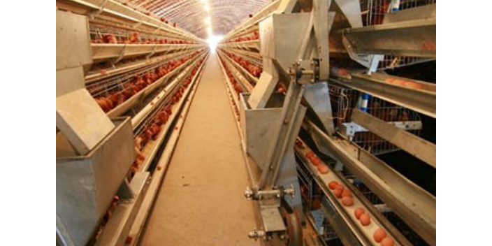 驻马店大型养鸡场图片 西平牧丰农牧设备供应;