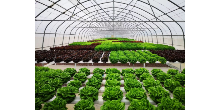 湖北阳台无土栽培定植篮 江苏荣诚农业科技供应;