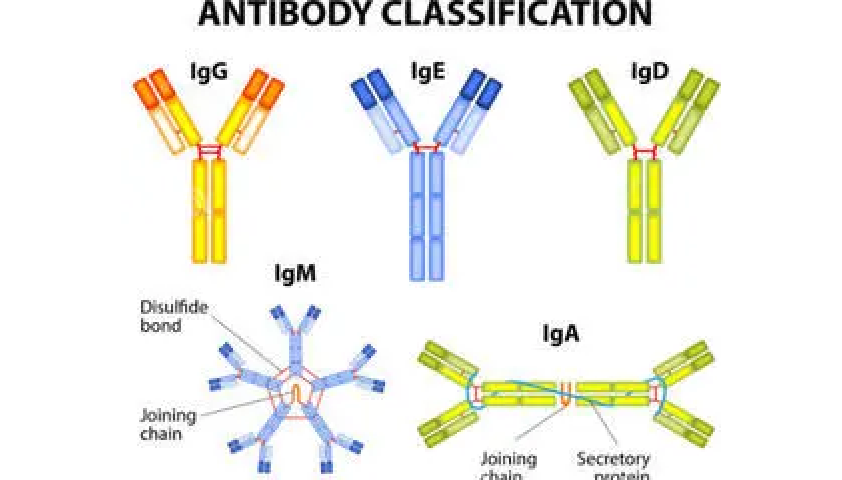 四川Atlas Antibodies抗體代理