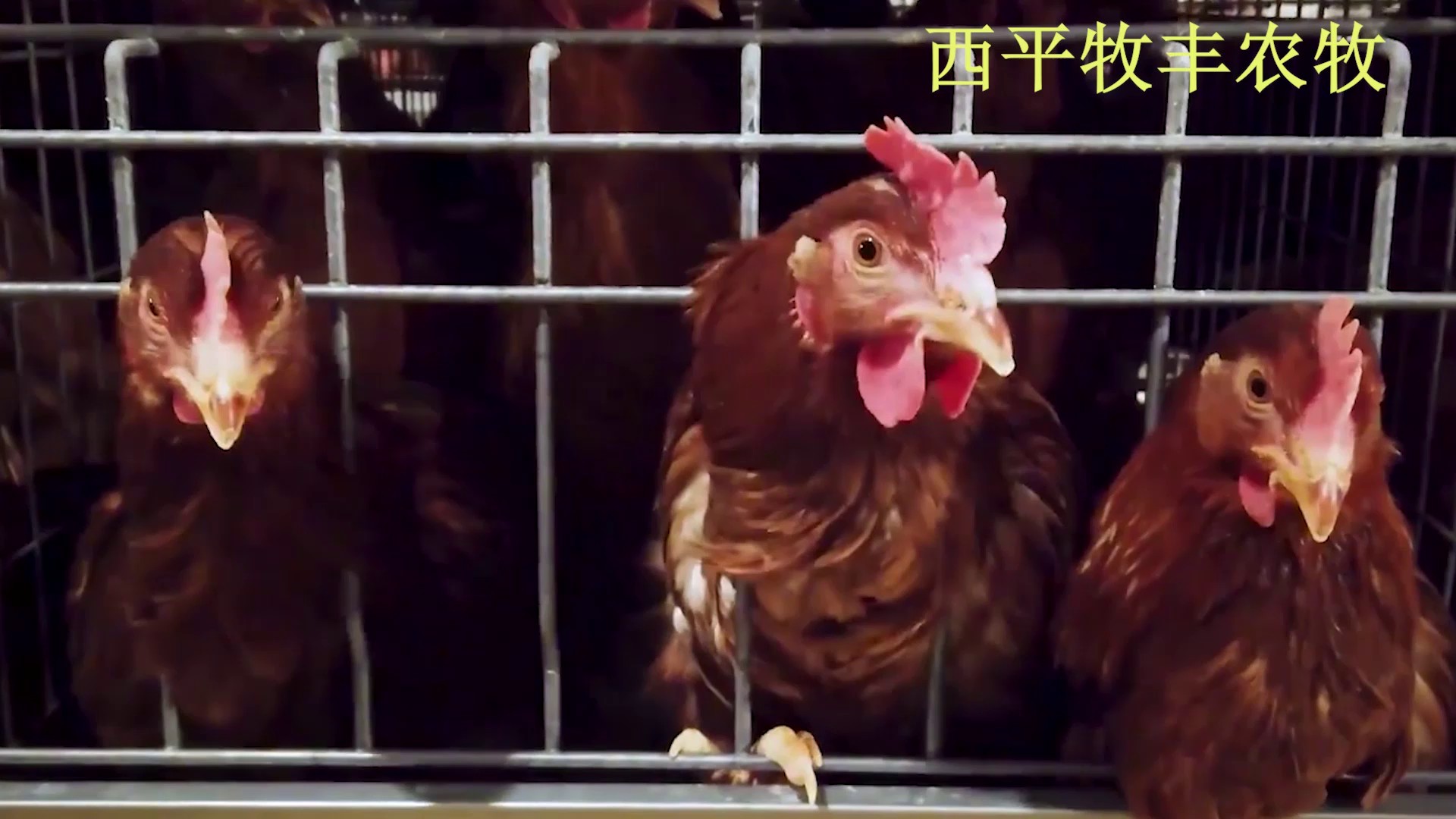 广东自动化养鸡取暖设备,养鸡