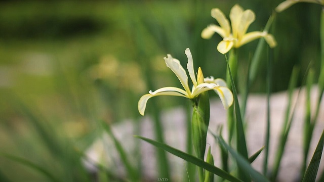 河北蘭花交易價(jià)格,蘭花