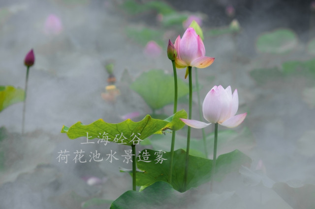 荷花池水景造霧