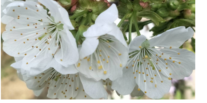 湖北水果種植學(xué)習(xí)