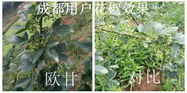 浙江苹果树营养控旺剂哪种较好
