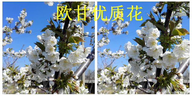 黑龙江果树管理如何应对倒春寒