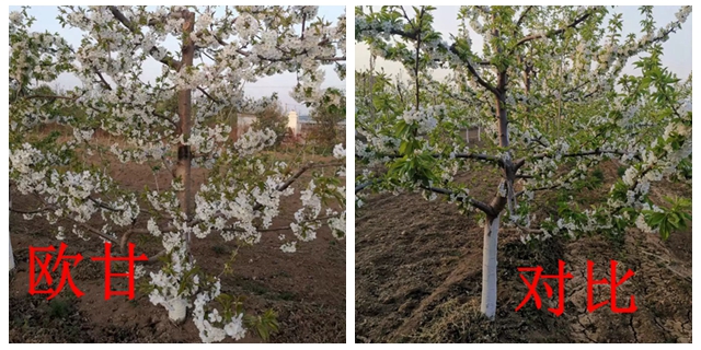 湖南甌甘種植減少雙子果