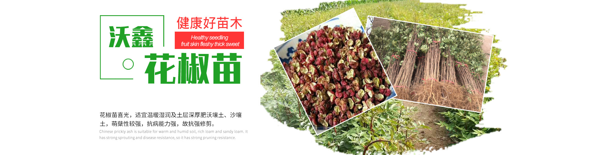 一年的樱桃苗多少钱一棵