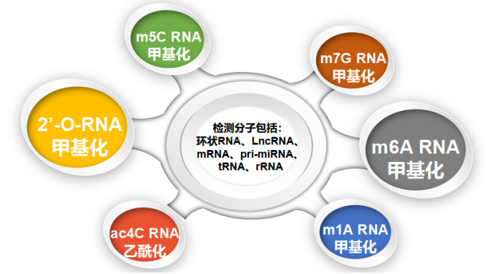 云序生物RNA修饰平台特色