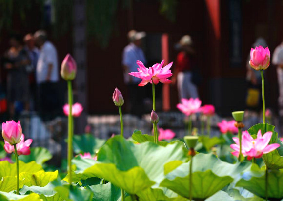 公園荷花池景觀噴霧
