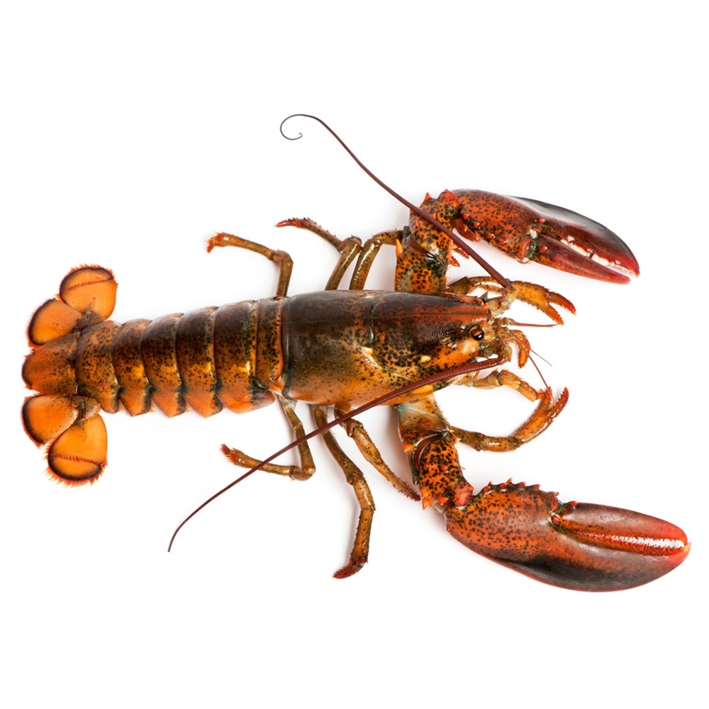 波士顿龙虾_新鹏生鲜产业有限公司_鲜活海鲜批发