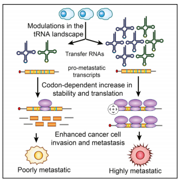 tRNAs的表达调控基因表达和癌症进程