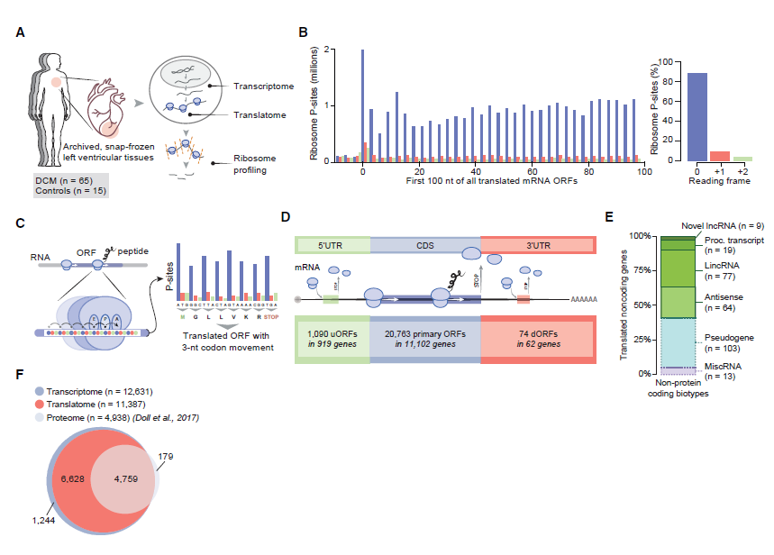 心脏翻译组学研究概览